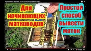 ПРОСТЕЙШИЙ СПОСОБ ВЫВЕСТИ МАТОК, СТАРТЁР ВОСПИТАЛКА