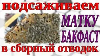 ПОДСАЖИВАЕМ МАТКУ. КАК ПОДСАДИТЬ МАТКУ. ПОДСАДКА ПЛОДНОЙ МАТКИ.