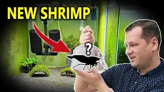 Buying RARE Caridina Shrimp!