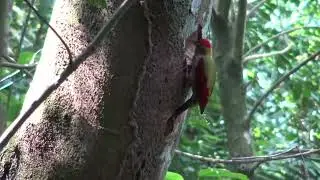 CRIMSON WINGED WOODPECKER. BUKIT KIARA.