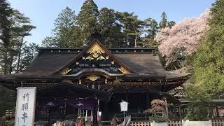 国宝 大崎八幡宮の桜　Cherry blossoms at National Treasure Osaki Hachimangu Shrine