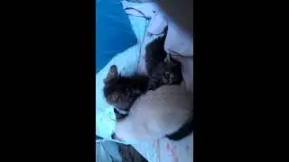 Бездомные котята из приюта.