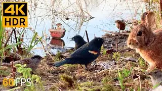 Cat TV for Cats to Watch 😺 Cute Birds by the Lake 🐰 8 Hours 4K HDR 60FPS