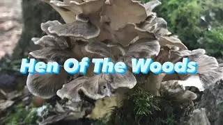 Hen Of The Woods - Mushroom Foraging & Cooking