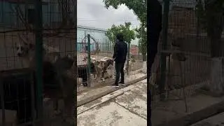 Щенки на показ не продаются!  Это не бизнес, только хобби Питомник Пират Узбекистан 🇺🇿