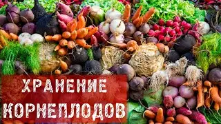 СЕКРЕТНЫЙ СПОСОБ ХРАНЕНИЯ КОРНЕПЛОДОВ!