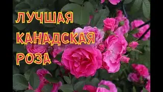 Канадская роза Morden Centennial. Самая лучшая!
