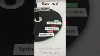 brain model for science exhibition - #shorts - #biologyproject - #diyasfunplay