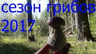 Сезон грибов 2017 (охота продолжается)