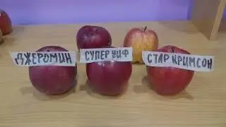 Джеромин, Супер-Чиф, Старкримсон-спуровые сорта яблонь.