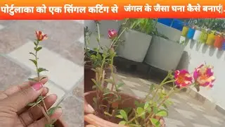 Portulaca ko ek single cutting se ghana kaise banaye| 