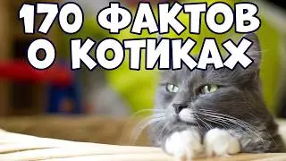 170 ИНТЕРЕСНЫХ ФАКТОВ О КОТИКАХ