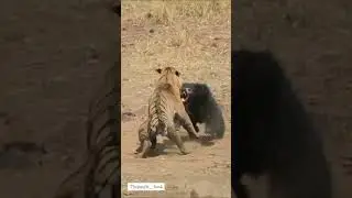 Tiger Vs Bear