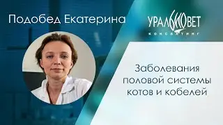 Заболевания половой системы котов и кобелей. Лектор Подобед Екатерина 