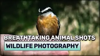 STUNNING Wildlife Photography with Phone Like a Pro