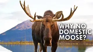 Why Are There No Domestic Moose?