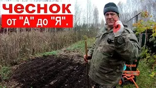 Осенняя посадка чеснока от А до Я. Тонкости посадки.