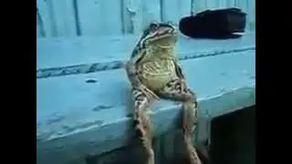 Лягушачий босс