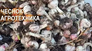 Выращивание чеснока в КФХ Игоря Дмитриева. Техника и Агротехника