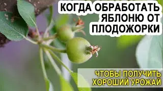 Когда обрабатывать яблоню от плодожорки