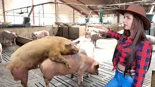 How a Boar Checks Sows For Pregnancy on our Pig Farm #withme