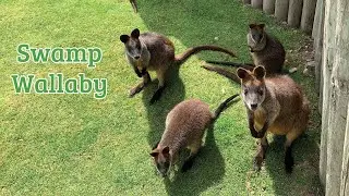 What Is A Swamp Wallaby?