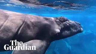 World's most endangered right whale spotted off Spanish island