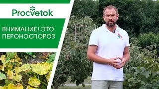 Вот это ПЕРОНОСПОРОЗ огурца и кабачка. Почему желтеют листья огурца.