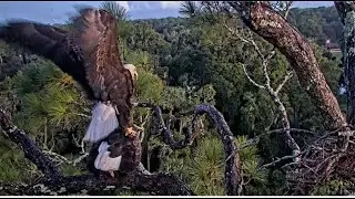 AEF NEFL Eagles ~ Visitor Attempts To Mate With Gabby! 😲 Nest Work Begins With Stick & Moss 9.21.24