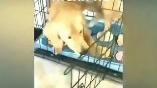 Три видео про собак