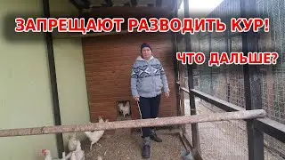 Разводить кур на даче или платить штраф?