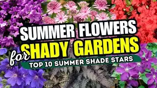 😎 10 Must-Have Summer Flowers for Shady Gardens!! 😱 SUMMER SHADE STARS!  🌸