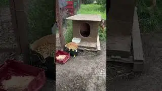 Допомога безпритульним тваринам в Україні.