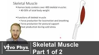 Skeletal Muscle Part 1 of 2 - Overview and Fiber Types