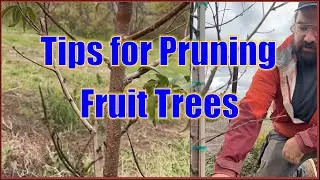 DIY Fruit Tree Care  #foodforests #fruittreecare #permaculture #texas #homestead #homesteading