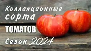 Томаты 2024. Коллекционные сорта от селекционеров Италии, Франции, США