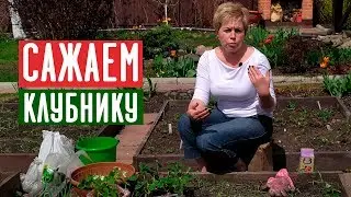 Посадка клубники 🍓 Как увеличить урожай? / Садовый гид