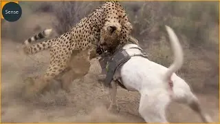 15 Moments Strongest Dogs Fighting Leopards | Dog vs Leopard