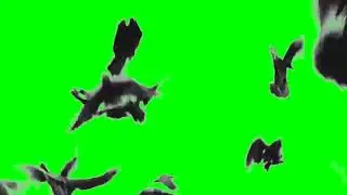 crow flying green screen। flying crow green screen। crow flying green screen video ।
