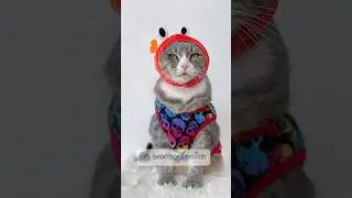 Сейчас мама тебя сфотографирует 