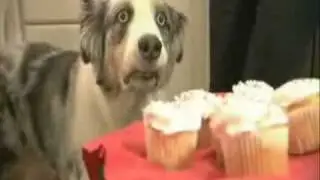 Dramatic Cupcake Dog