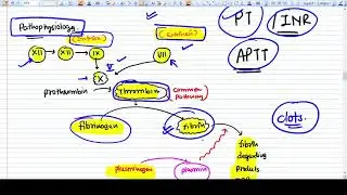 What is Prothrombin Test ? What is INR Ratio? What is aPTT?