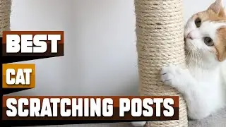 Best Cat Scratching Posts In 2024 - Top 10 Cat Scratching Posts Review