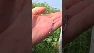 Как сломать спиннинг)) это жерех, это щука, это голавль 🤣