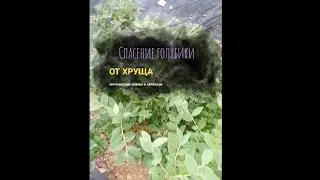 🪲Как быстро избавится от хруща на голубике? Есть метод! 