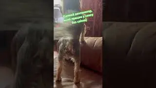 Ніяка спека не страшна, коли такий вентилятор працює 24/7🤗🤗🤗  