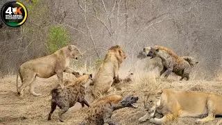 LIONS VS HYENAS | Clash of Predators in The Savannah | Wild Animal Documentary