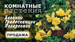 Комнатные растения: бегонии, пеларгонии, традесканции, цитрусовые и др. Продажа с доставкой