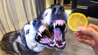 РЕАКЦИЯ ХАСКИ НА ЛИМОН / My Husky Reacts to Trying Lime