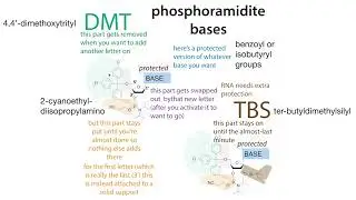 Solid state oligonucleotide synthesis (phosphoramidite method)